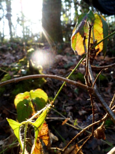 foret-lumiere-2017-003